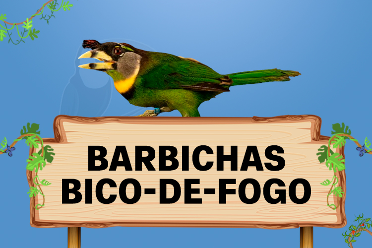 barbichas bico de fogo