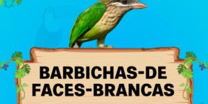 barbichas de faces brancas