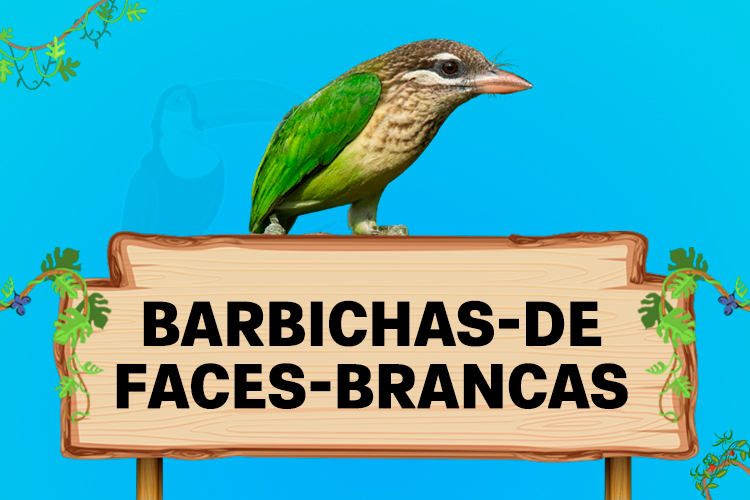 barbichas de faces brancas