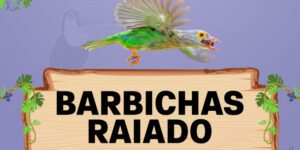 barbichas raiado