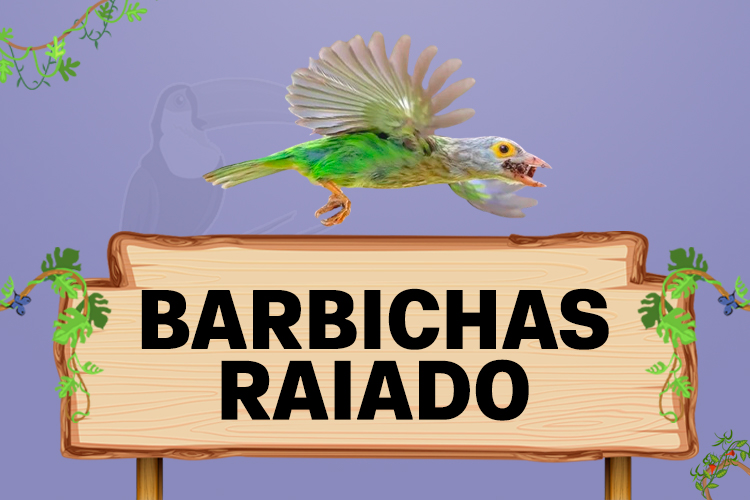 barbichas raiado