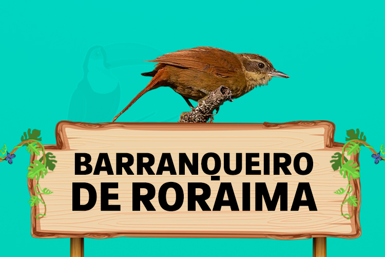 barranqueiro de roraima