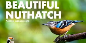 beautiful nuthatch