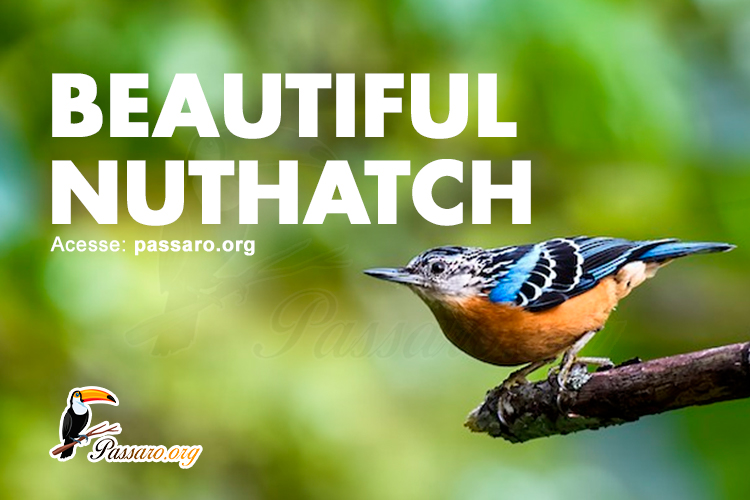 beautiful nuthatch