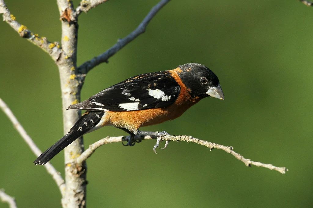 bicudo-de-cabeca-preta