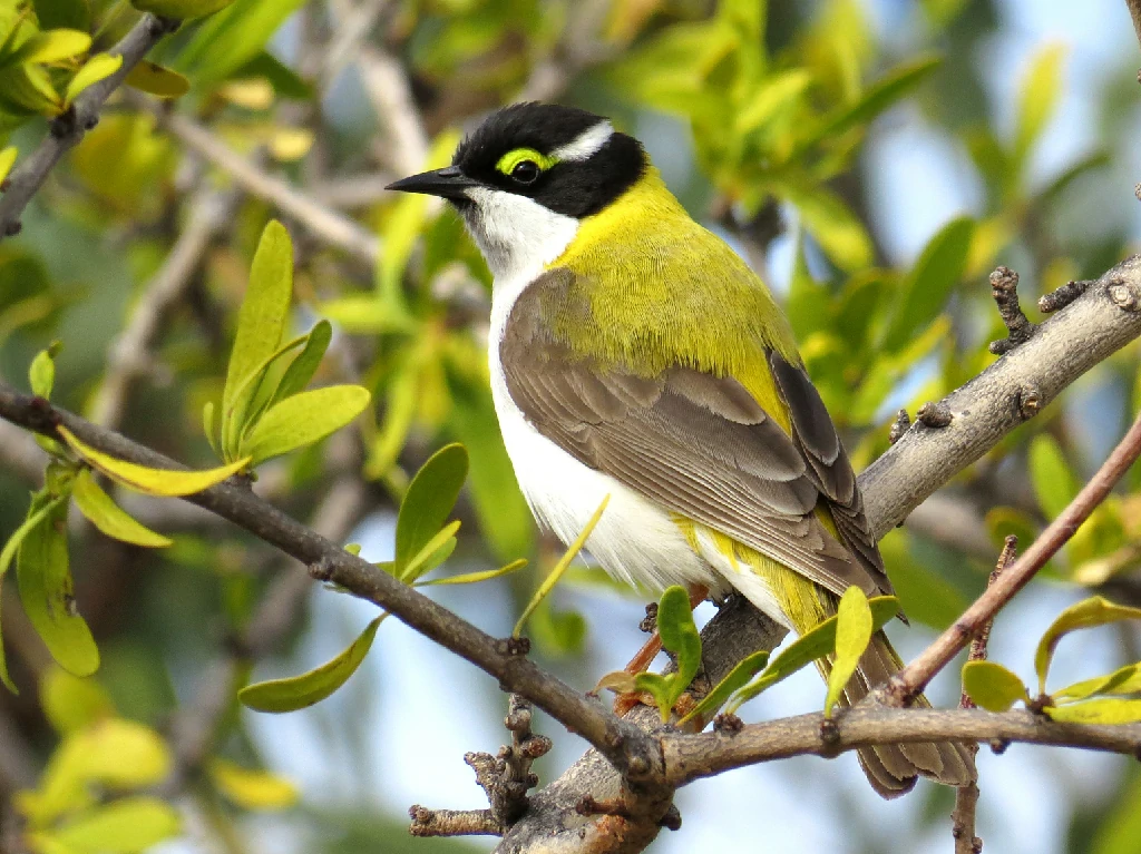 black-chinned honeyeater