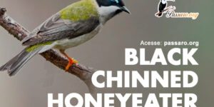 black chinned honeyeater