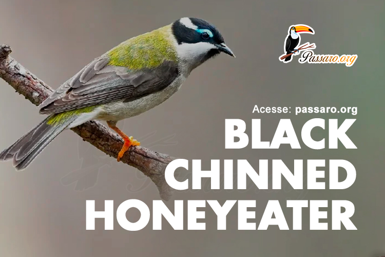 black chinned honeyeater
