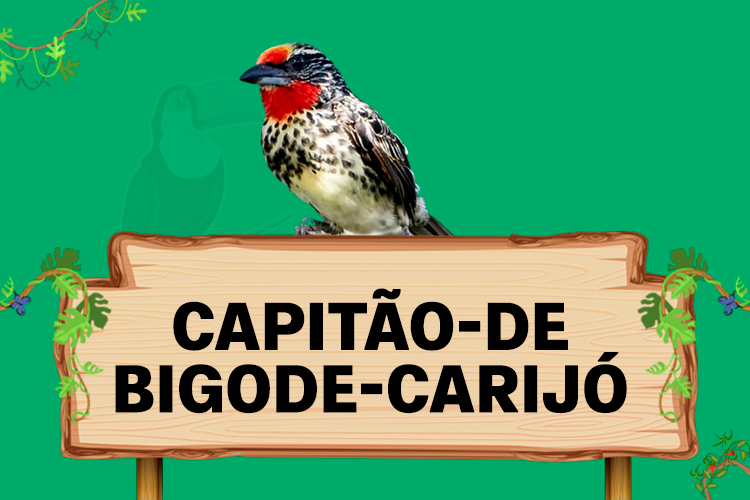 capitao de bigode carijo