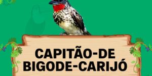 capitao de bigode carijo