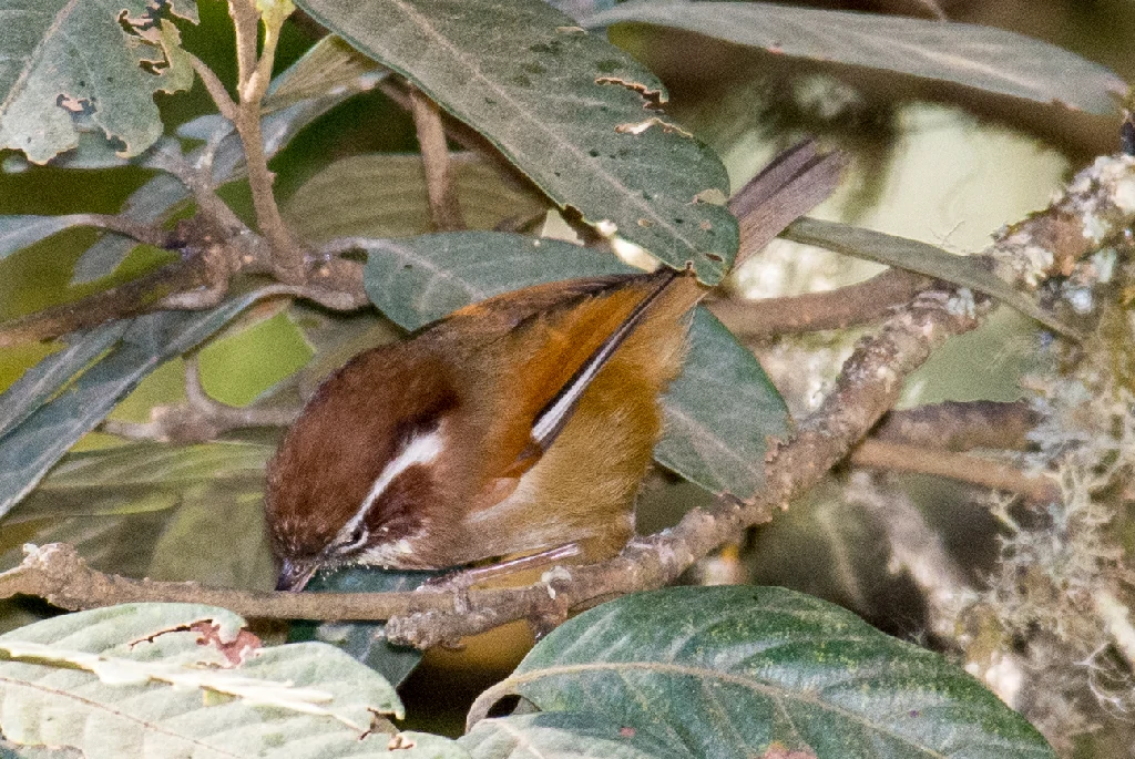 caraceristicas do fulvetta de sobrancelha branca