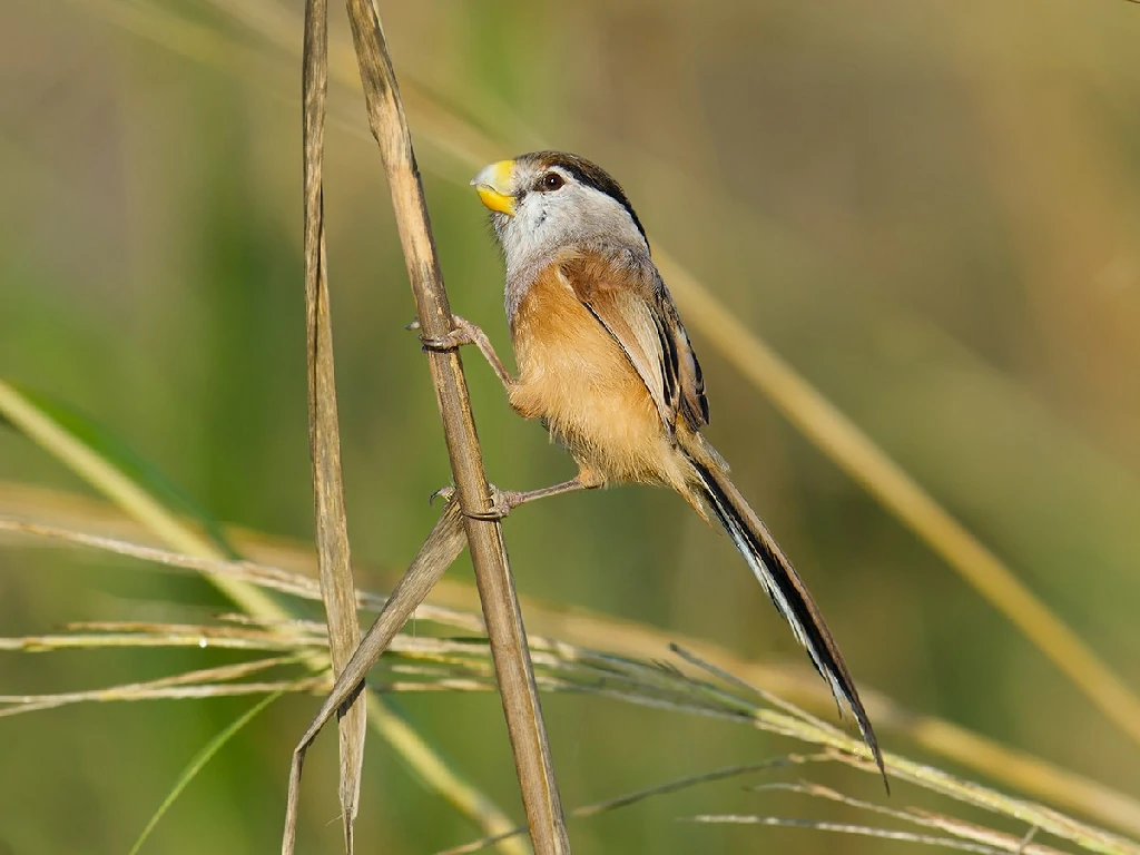 caracteristcas do spot-breasted parrotbill