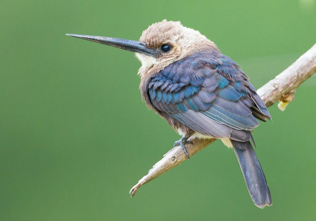 caracteristicas do agulha-sombria