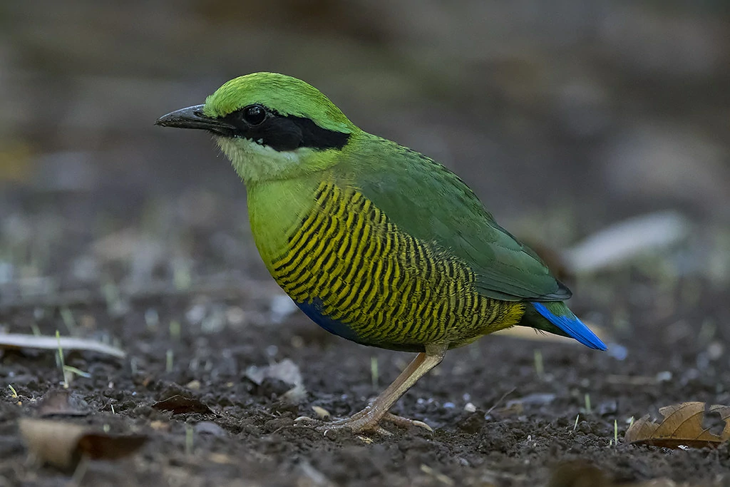 caracteristicas do bar bellied pitta