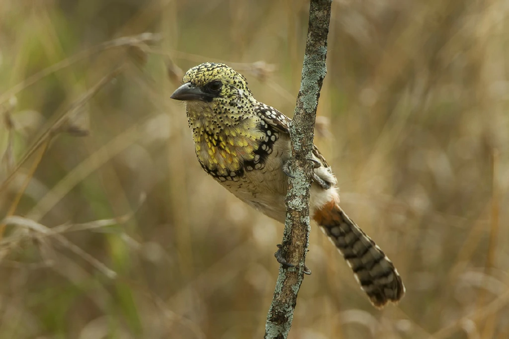 caracteristicas do barbet usambiro