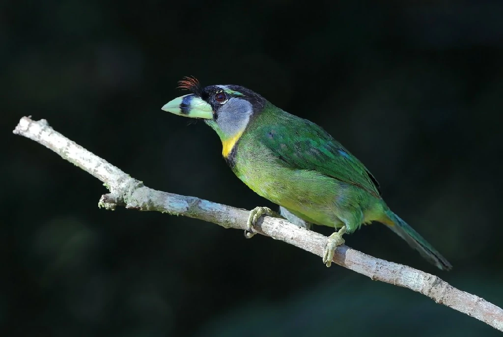 caracteristicas do barbichas-bico-de-fogo