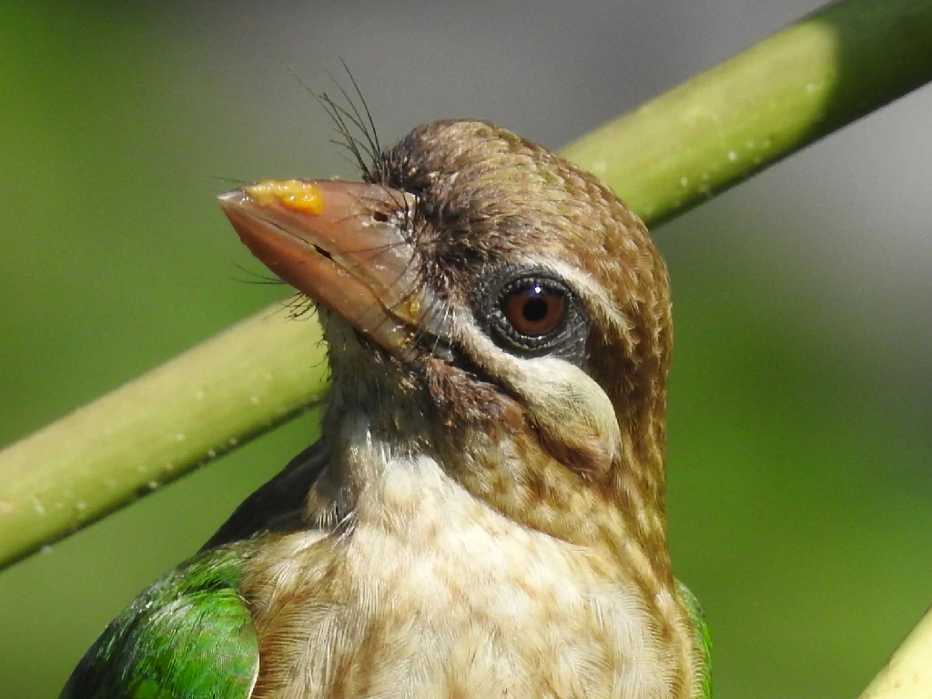 caracteristicas do barbichas-de-faces-brancas