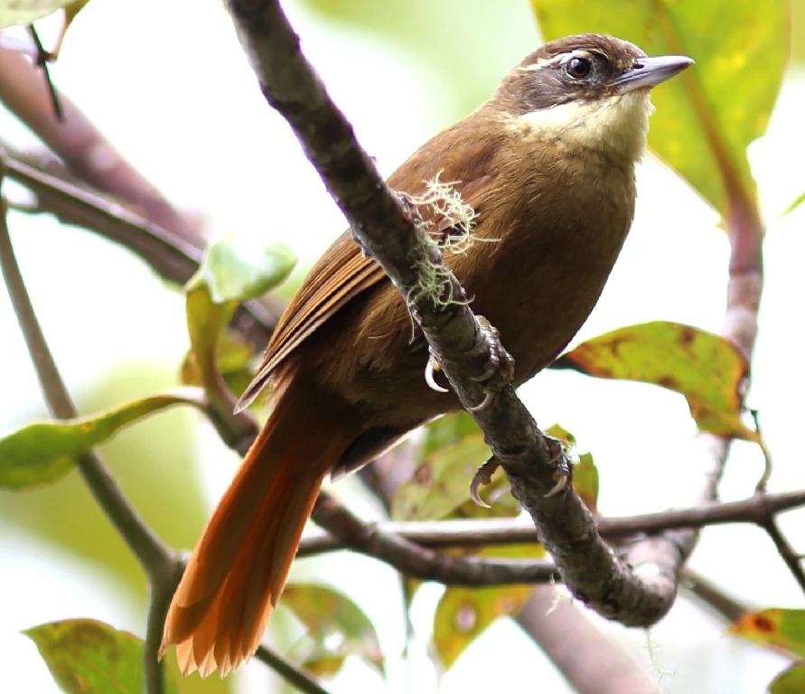 caracteristicas do barranqueiro-de-roraima