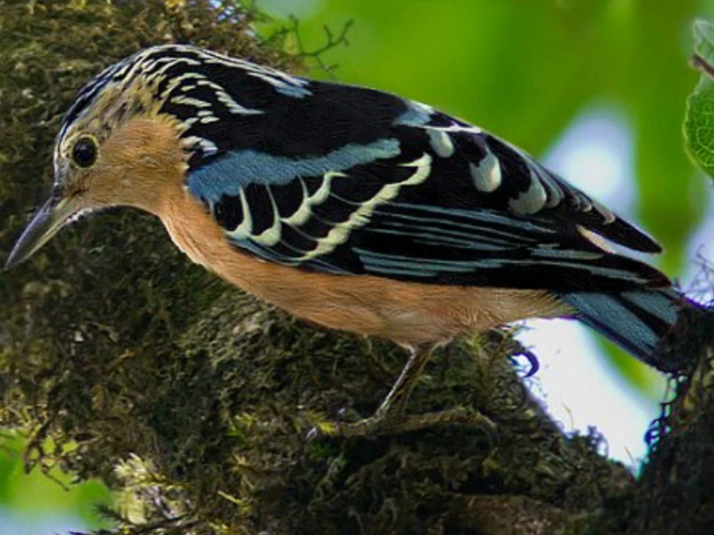 caracteristicas do beautiful nuthatch