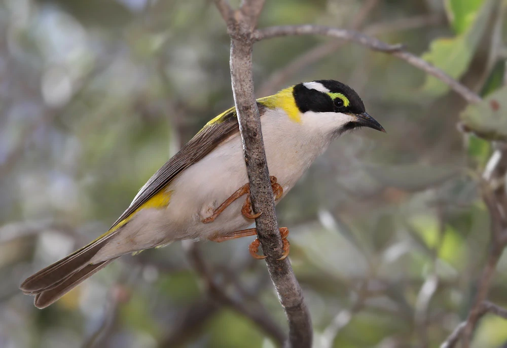 caracteristicas do black-chinned honeyeater