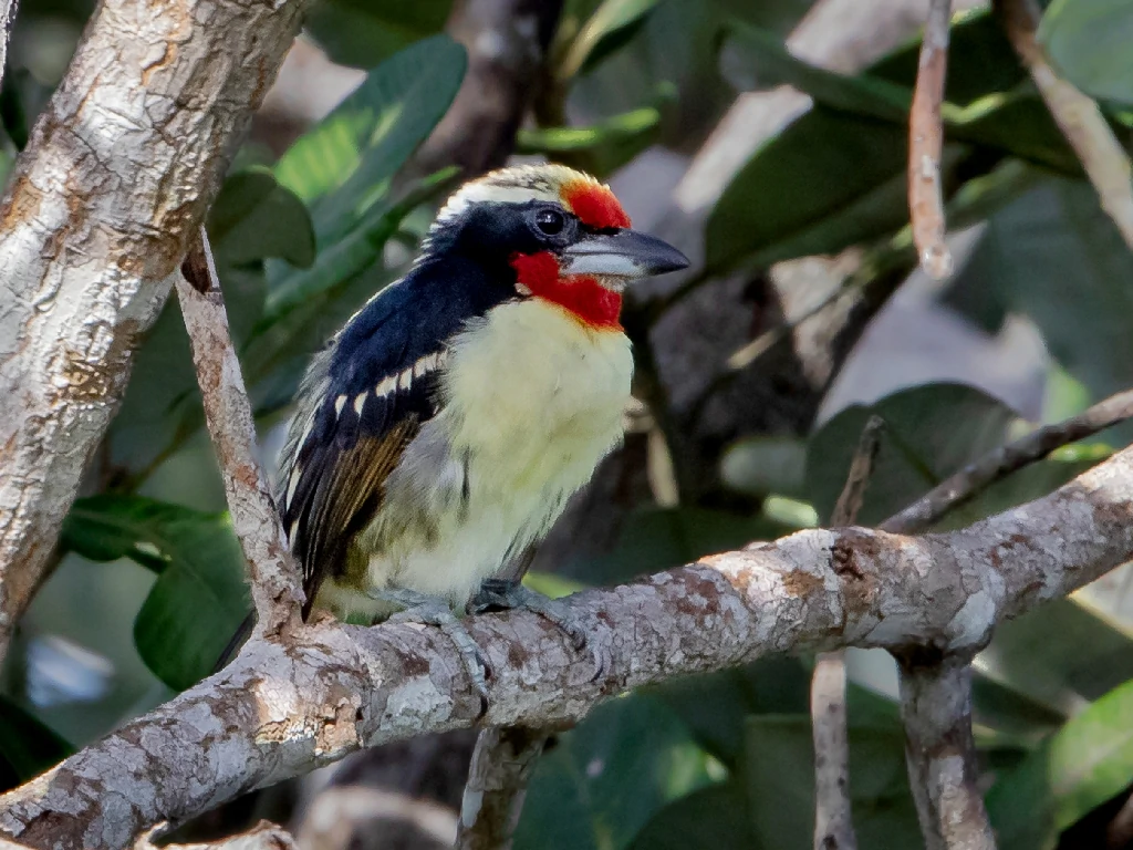 caracteristicas do capitao-de-bigode-carijo