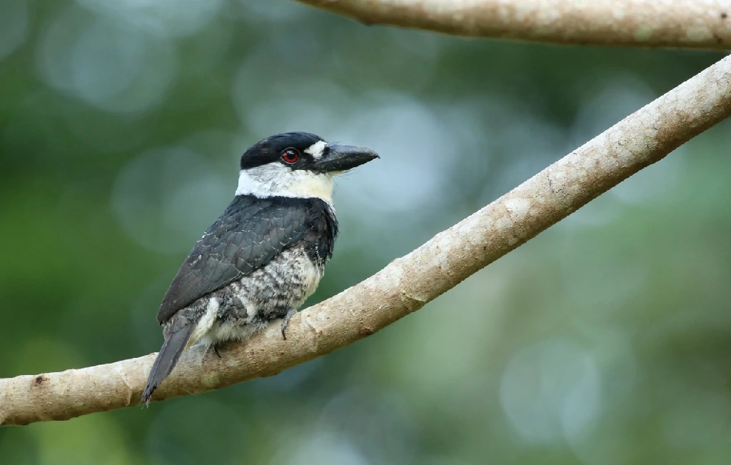 caracteristicas do macuru-de-testa-branca