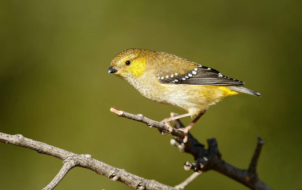 caracteristicas do pardalote da tasmania