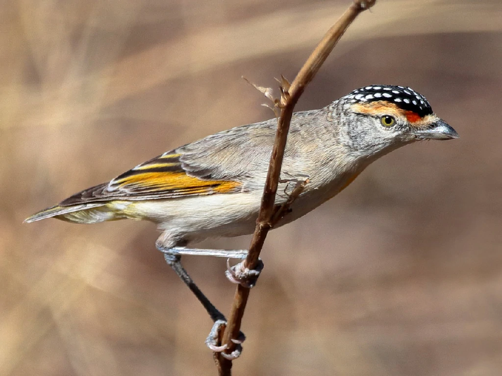 caracteristicas do pardalote de sobrancelha vermelha