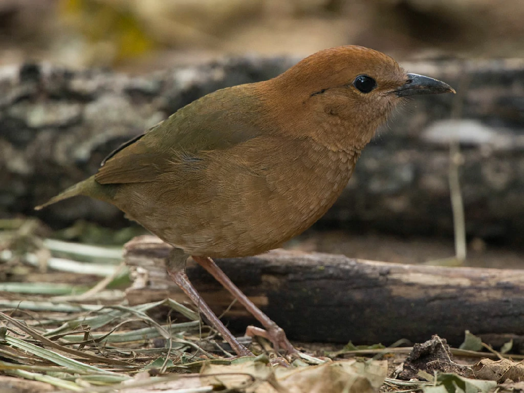 caracteristicas do pitta de nuca enferrujada