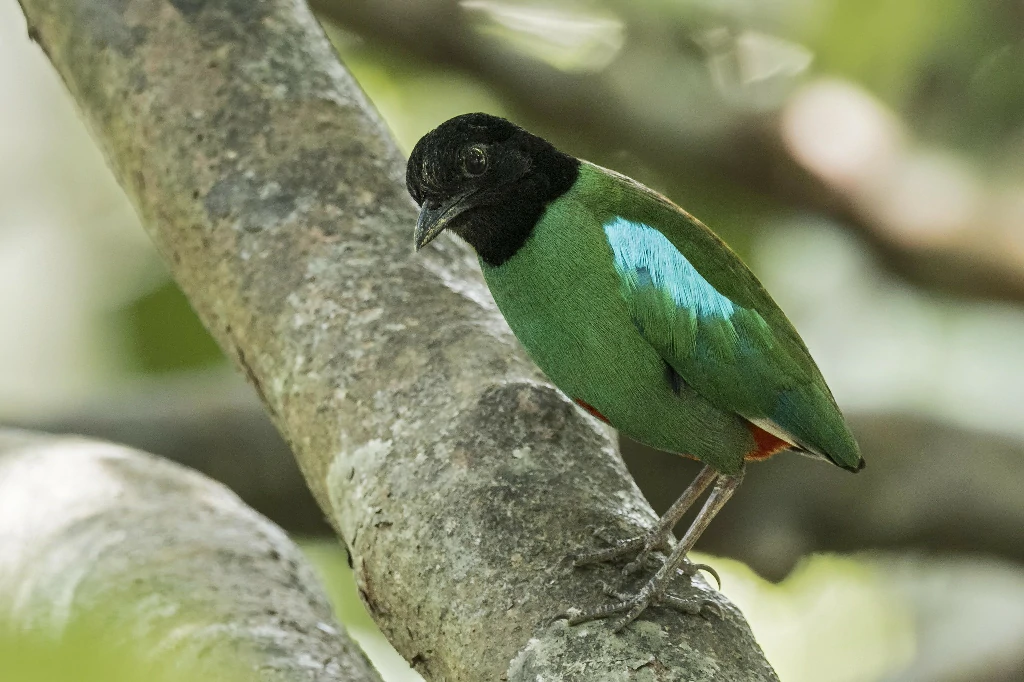 caracteristicas do pitta encapuzado