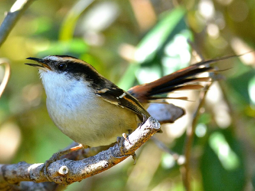 caracteristicas do raiadinho-chileno