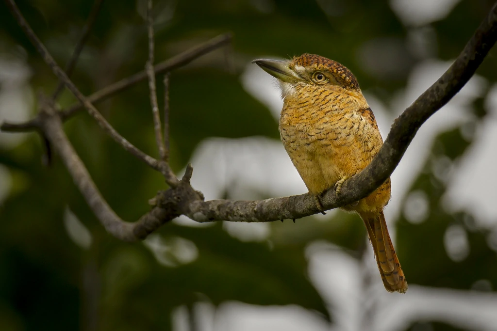 caracteristicas do rapazinho-barrado