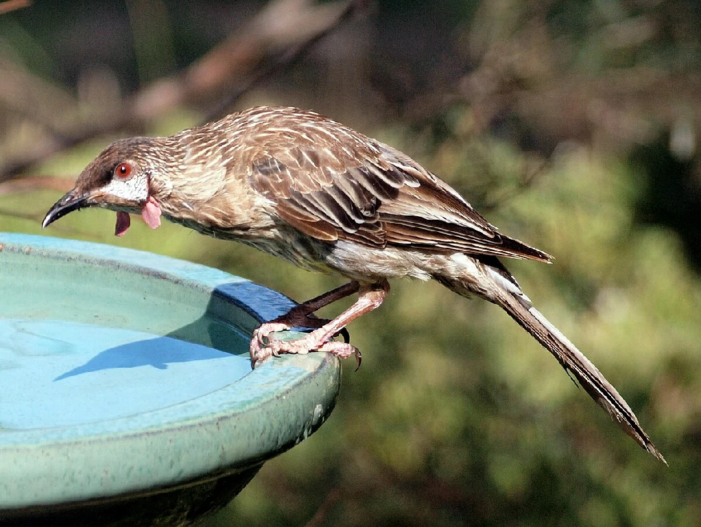 caracteristicas do red wattlebird