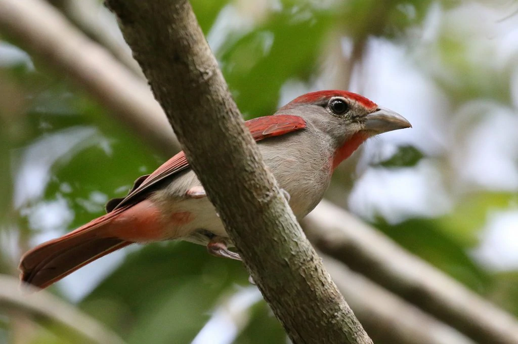 caracteristicas do rose throated tanager