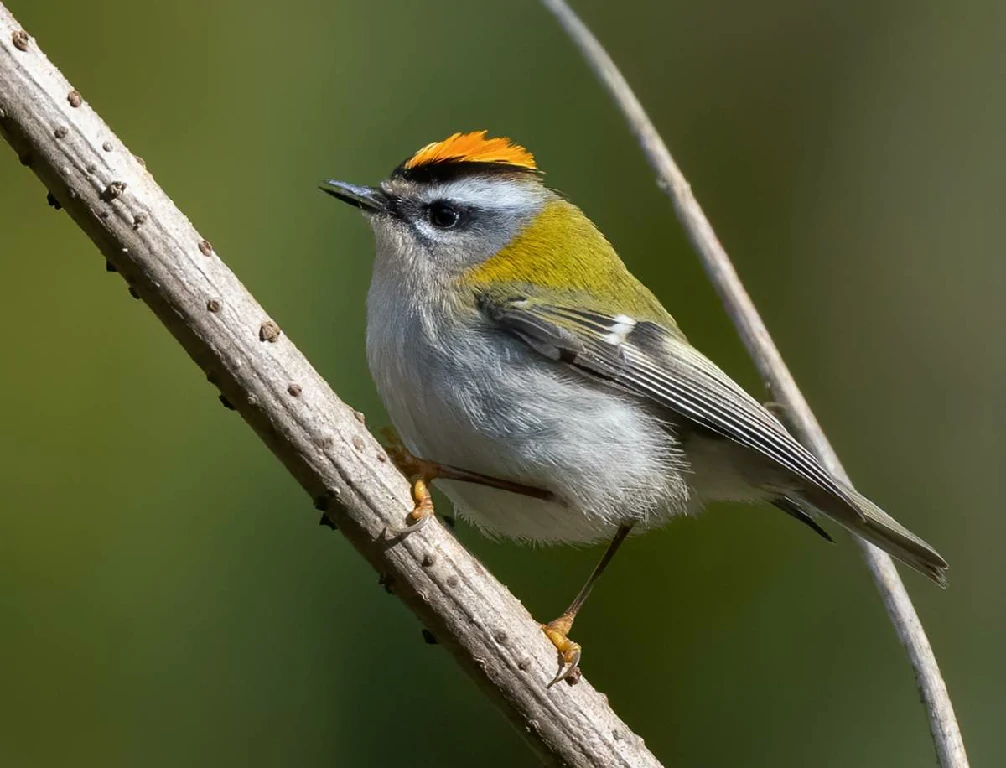 caracteristicas do strelinha-de-cabeca-listada