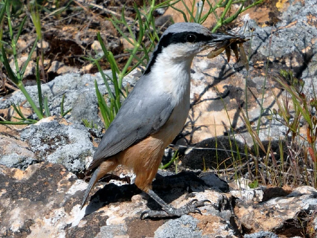 caracteristicas do trepadeira-rupestre-oriental