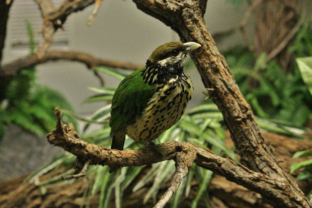 caracteristicas do white-eared catbird