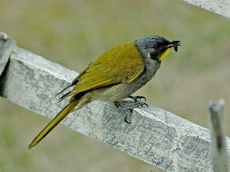 caracteristicas do yellow-throated honeyeater