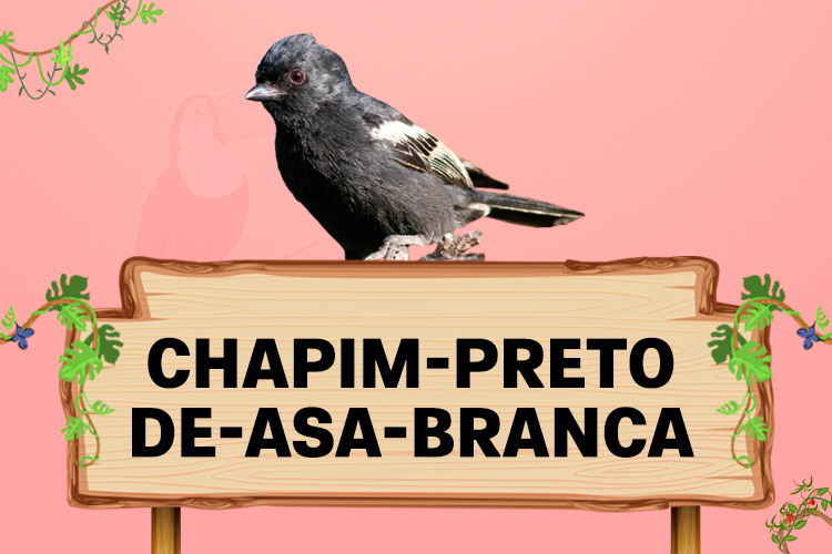 chapim preto de asa branca