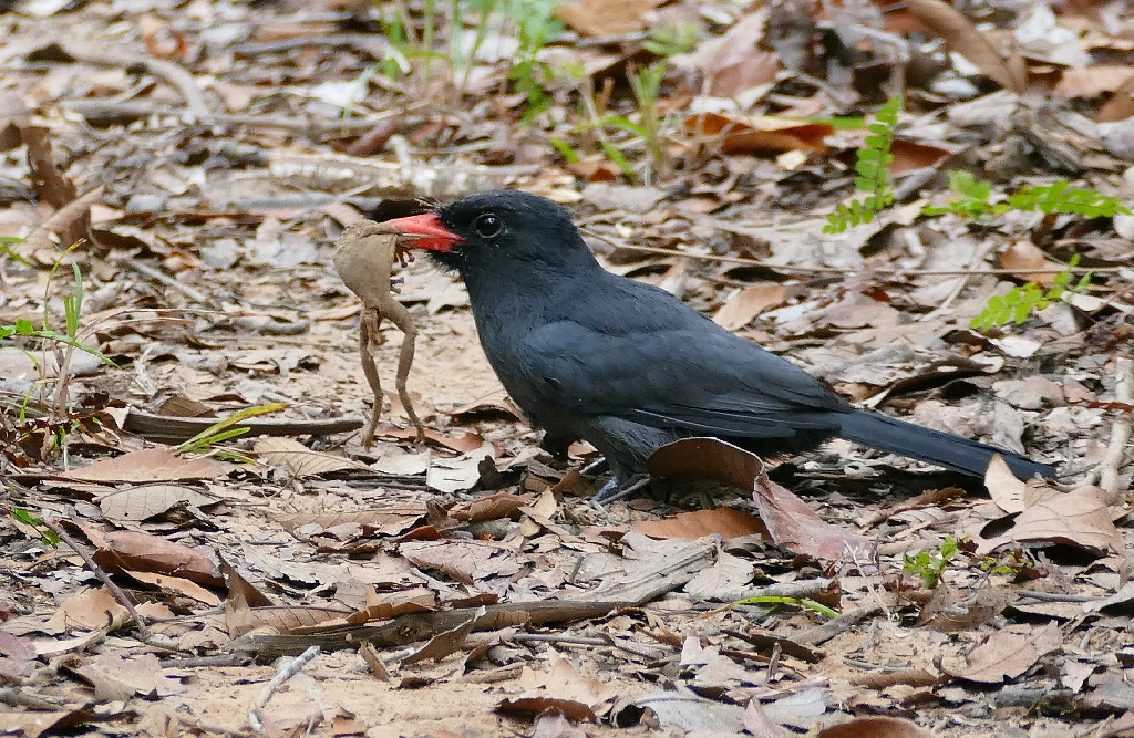 chora-chuva-preto