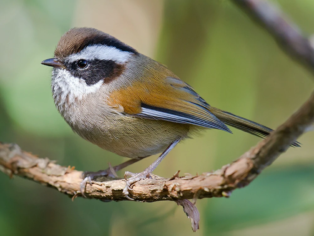 fulvetta de sobrancelha branca 