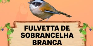 fulvetta de sobrancelha branca