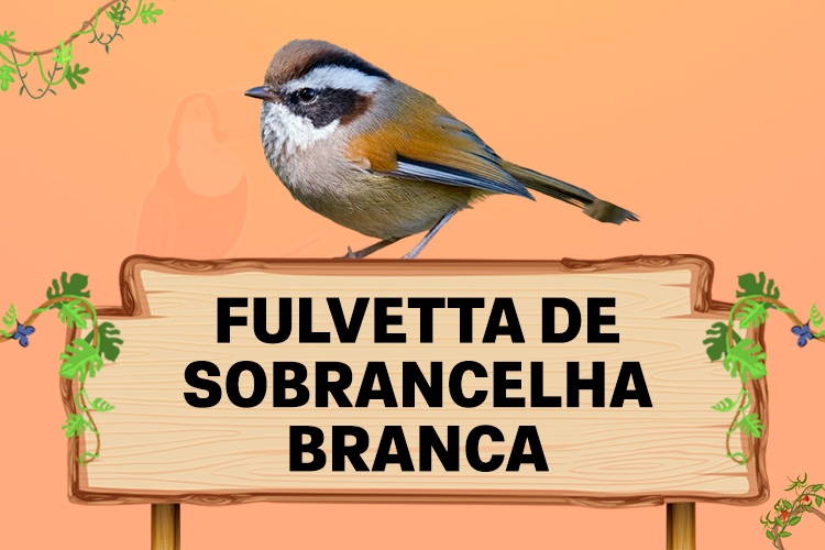 fulvetta de sobrancelha branca