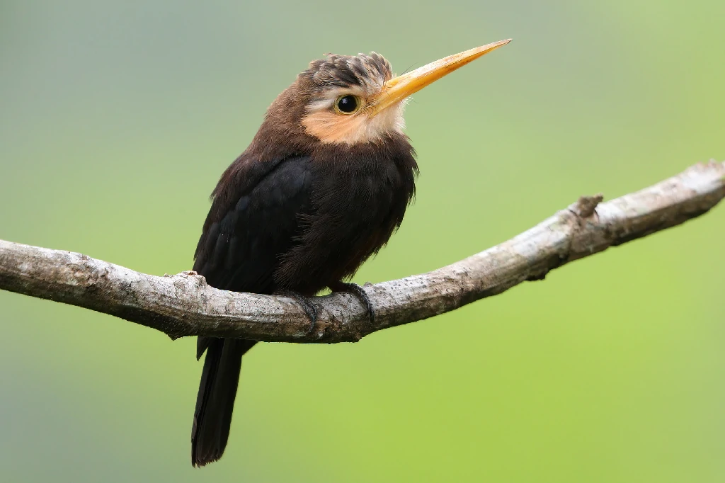 habitat do agulha-sombria