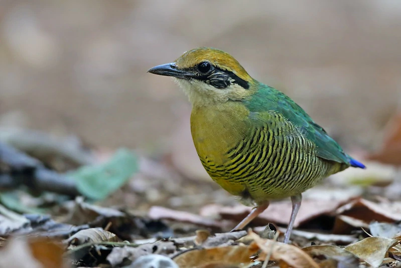 habitat do bar bellied pitta