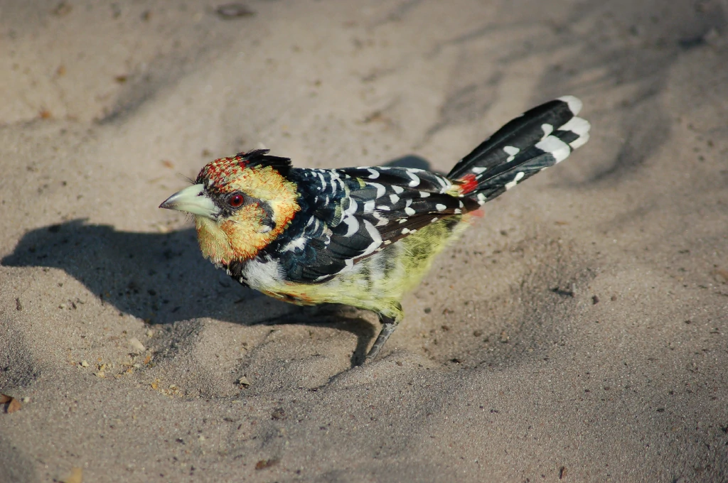 habitat do barbet-de-crista