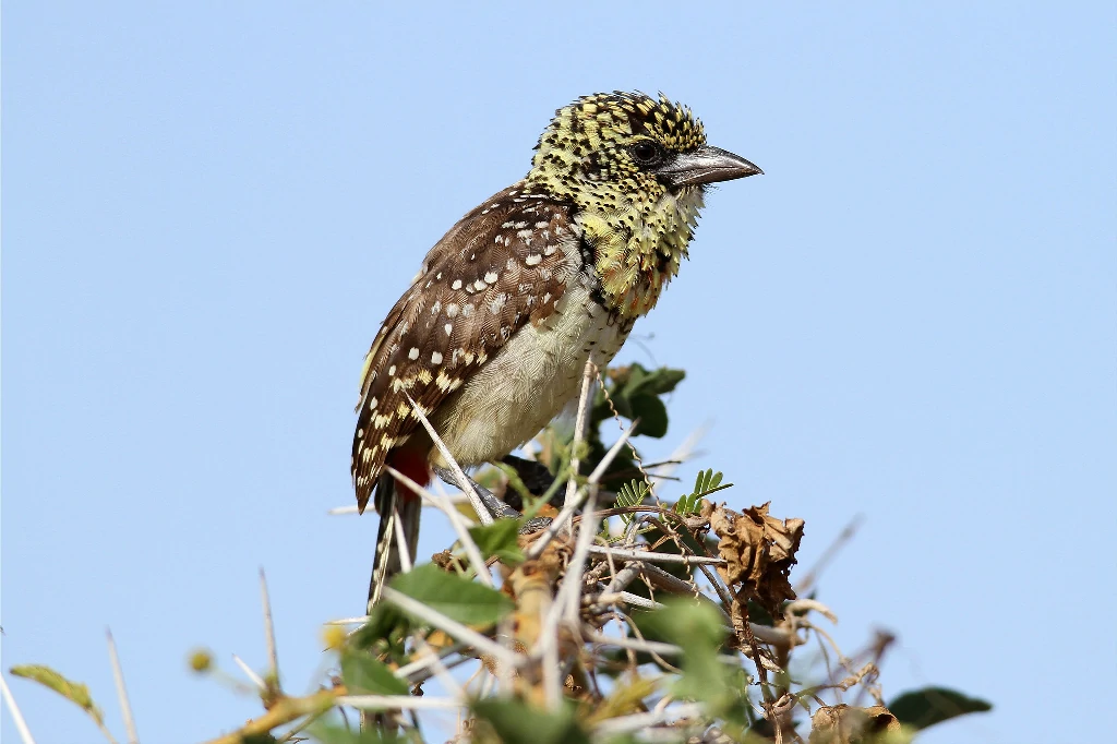 habitat do barbet usambiro