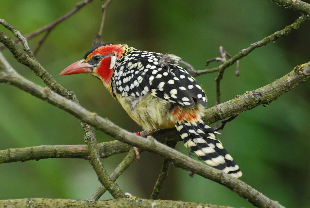 habitat do barbet vermelho e amarelo