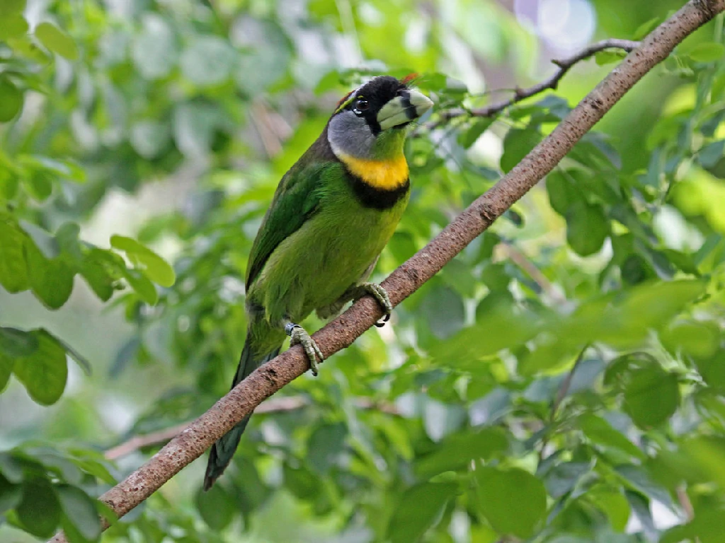 habitat do barbichas-bico-de-fogo