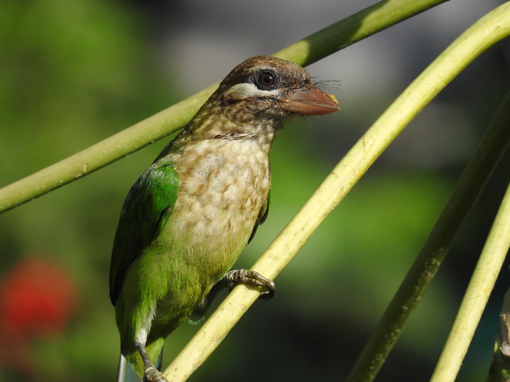 habitat do barbichas-de-faces-brancas